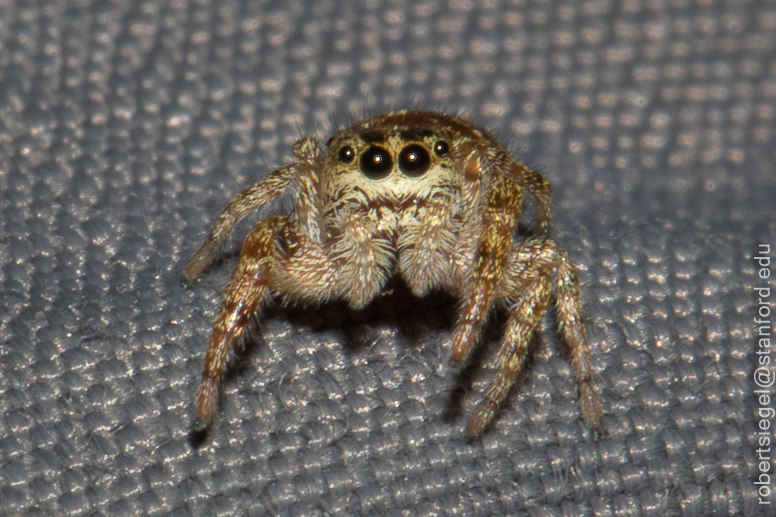 jumping spider